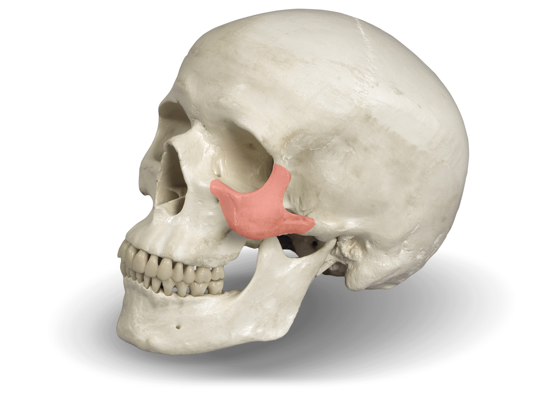 Zygomatic bone for [specialty]